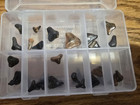 Sharks Teeth (33) and Broken Arrow Head (1) in Plastic Container — photo 1