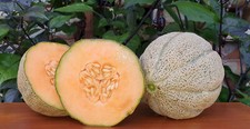 50 Heirloom Heart of Gold Cantaloupe Seeds -Devine Melon 15 Brix Sugar Level 