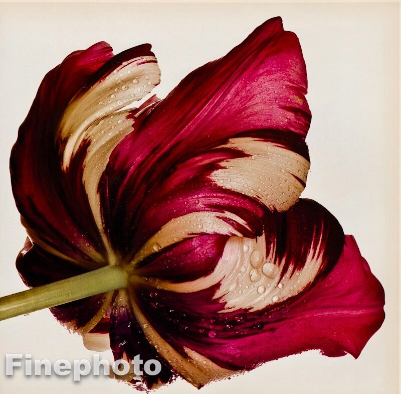 1967/80 Vintage IRVING PENN Flower Sorbet Tulip Large KROMEKOTE