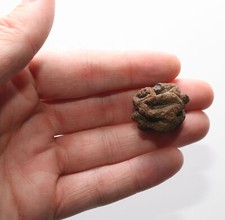 Dinosaur Age META SEQUOIA PINE CONE FOSSIL Cretaceous HELL CREEK USA SPECIMEN