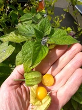 Aunt Molly's Golden Orb Ground Cherry seeds (20)