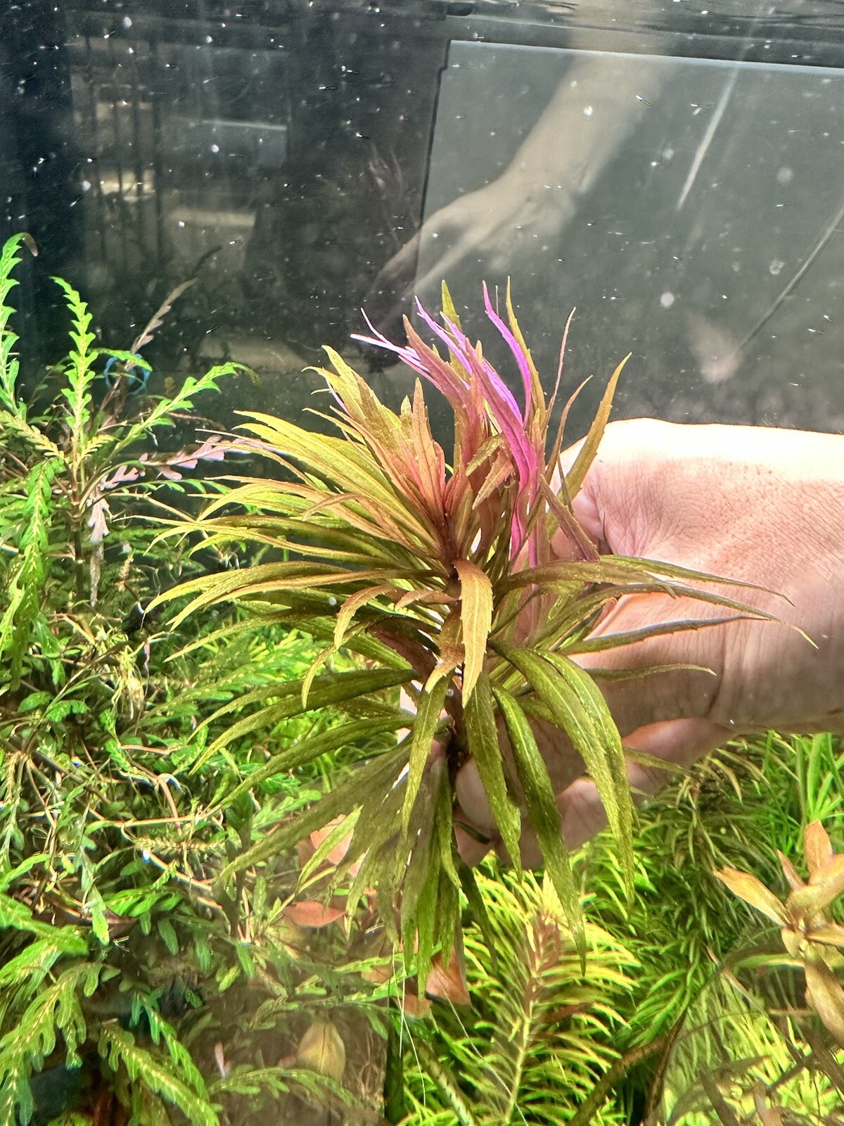 Pogostemon Sp Kimberly Rare Live Aquarium Plant eBay