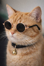 Pet Sunglasses for Cats Small Dogs Mini Photo Prop Multiple Colors