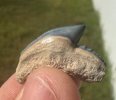#ad #ad BONE VALLEY TIGER SHARK FOSSIL TOOTH MIOCENE MEG AGE GALEOCERDO SKY BLUE TEETH $25.00