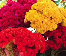 PEINE DE GALLOS COLORES MEZCLADOS ENANO Celosia Cristata Nana Jessica - 20 Semillas