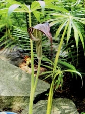 ARISAEMA CONSANGUINEUM -Himalayan Cobra Lily -Small Flowering Bulbs