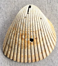 Large Ancient Florida Sea Clam Shell Seashell