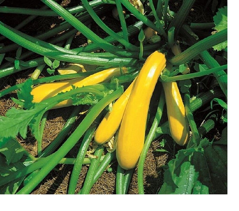 Vegetable - Courgette - Zucchini Yellow - Golden - 6 Premium