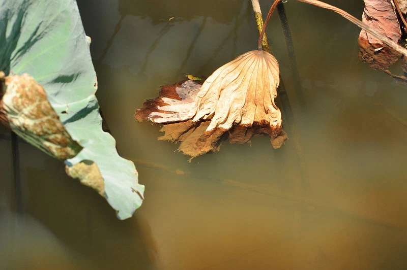 FOTGA 82mm Circular Polarizing C-PL CPL PL-CIR Filter for Canon Nikon Lens - Image 4 of 4