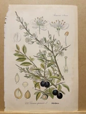 1886 ANTIQUE PICTURES LITHOGRAPH ART PRINT BOTANY FLOWER FLORA NATURE DECO PO...