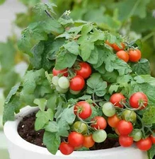 Red Robin Tomato Seeds | Organic | Micro-Dwarf | Heirloom |