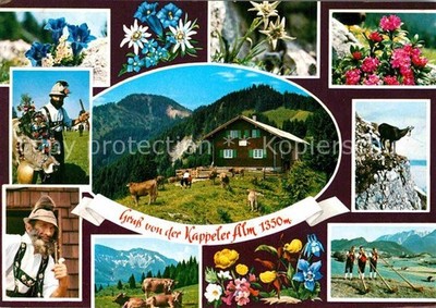 Pfronten Ostallgaeu Bavaria Kappeler Alm Alpine flora dairyman ibex alphorn blaes