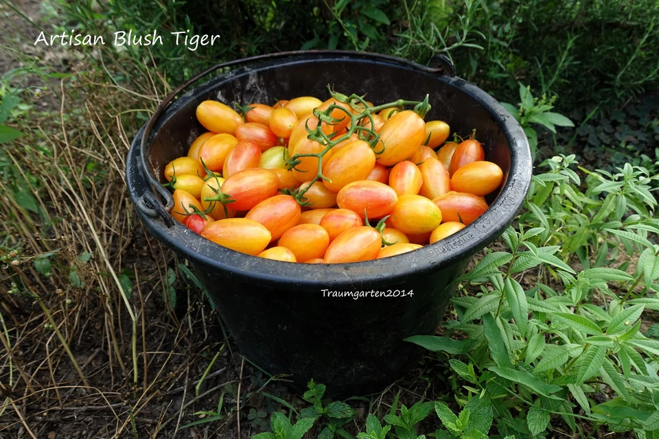  Tomate Set 1: Semillas de tomate 20 variedades semillas resistentes a las semillas de Alemania - Imagen 3 de 4