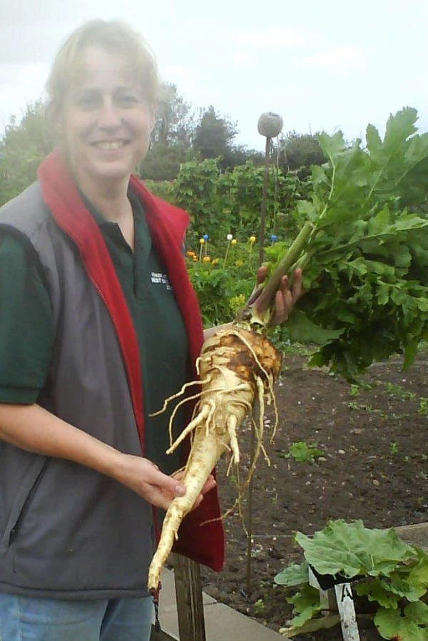 RARE*GIANT*BUTTERSCOTCH PARSNIP*MEDICINAL*50 SEEDS*SWEETER THAN CARROTS - Image 3 of 4