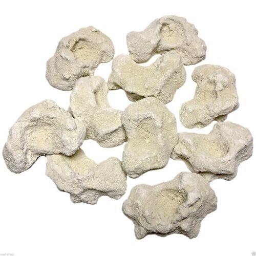 10 CURED REEF ROCKS FOR LIVE CORAL FRAG PROPAGATION - Picture 2 of 3