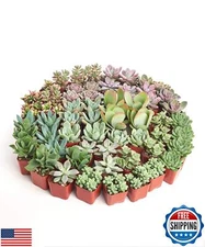 Shop Succulents Assorted Succulent Plant Pack Collection - Live Mini Succulen