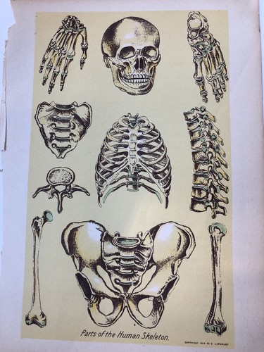 E J Stanley Page Parts Of Human Skeleton Anatomy from Library Health Book 1916 - Picture 2 of 3