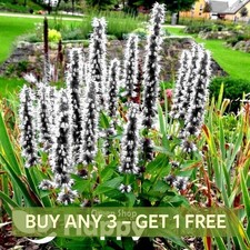 GIANT HYSSOP WHITE - 1200 SEEDS - Agastache Mexicana -