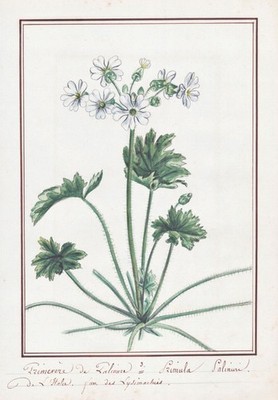 Primel primrose Primula Palinuri Botanik botany flower Aquarell drawing 1830