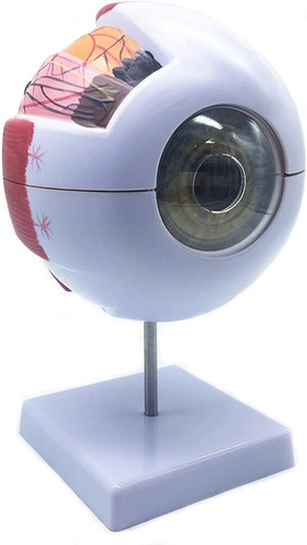 6X menschliches Auge anatomisches Modell genaue Augenanatomie für Wissenschaft Display Unterricht - Bild 6 von 7