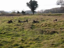 Photo 12x8 Torpel Manor Field Ashton Hebridean and Jacob sheep resting bet c2012