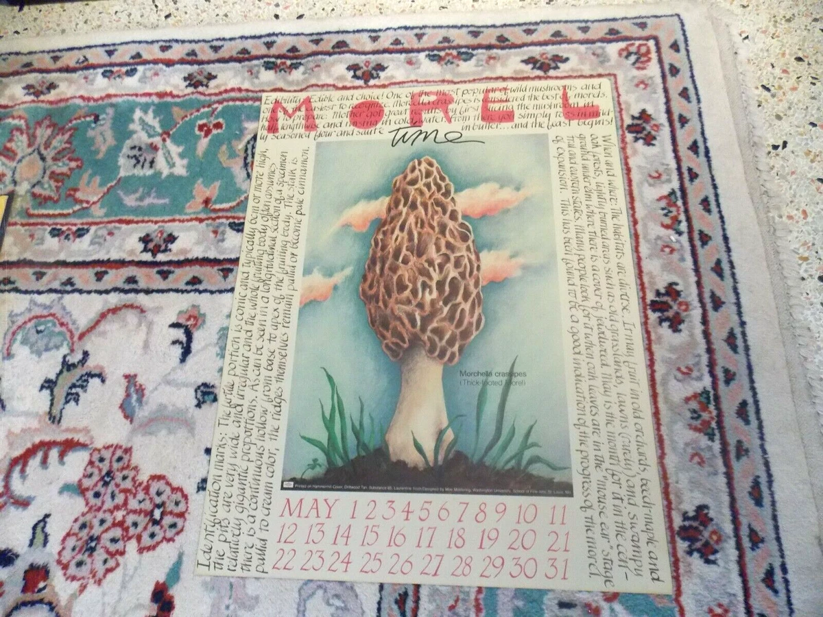 may-calendar-1987-poster-print-morel-time-morchella-crassipes-by-moe-moelering-ebay