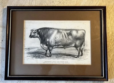 Antike Lithographie SHORTHORN BULL von 1835