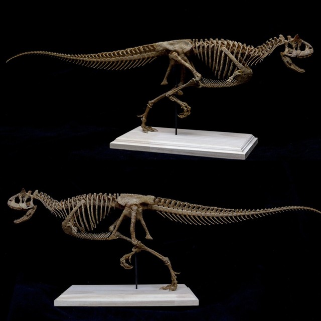 Carnotaurus Skeleton Model Abelisauridae Dinosaur Animal Toys Collector Gift | eBay