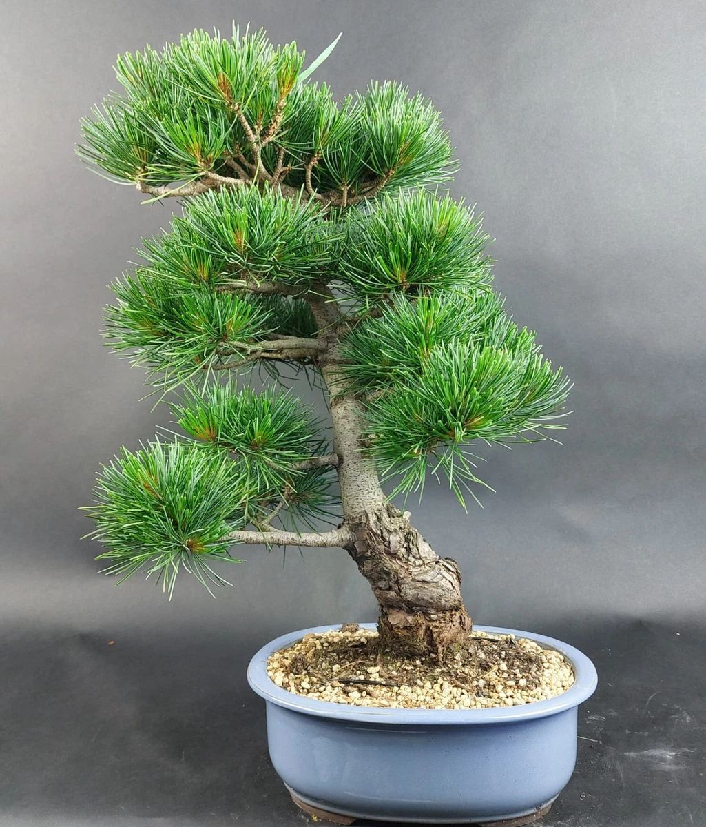 Bonsai Mdchenkiefer online kaufen | eBay.de