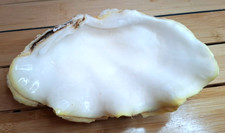 ancien coquillage de mer, bénitier 22 cm de long 14 de large