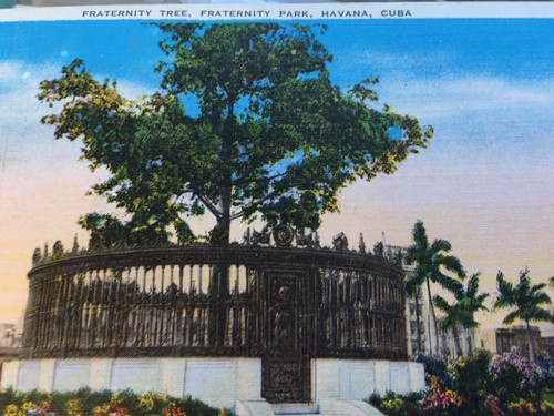 VINTAGE FRATERNITY TREE, FRATERNITY PARK, HAVANA, CUBA POSTCARD - Picture 2 of 7