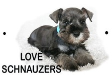 SCHNAUZER DOG Canine Breed Sign 8 x 12 Emblem LOVE Version