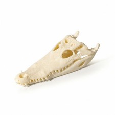 Krokodilsch&auml;del Realistisch Krokodilkopf Knochenfarben f&uuml;r Schreibtisch,