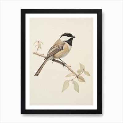 Vintage Vogel Zeichnung Carolina Küken gerahmtes Wandbild Poster Leinwanddruck Bild