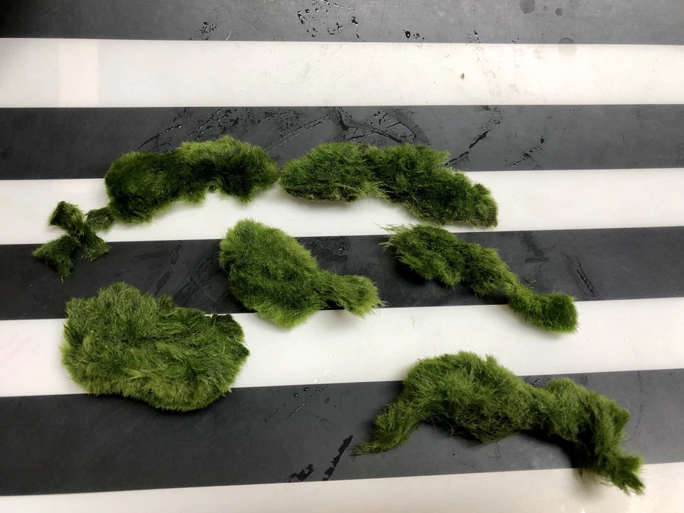 Marimo Moss 6 Balls Pieces 3cm-6cm Cladophora Live Plant Aquarium in USA. - Image 4 of 4