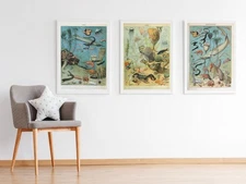 Set of 3 Vintage Adolphe Millot Ocean Sea Life Nature Print Wall Art Posters