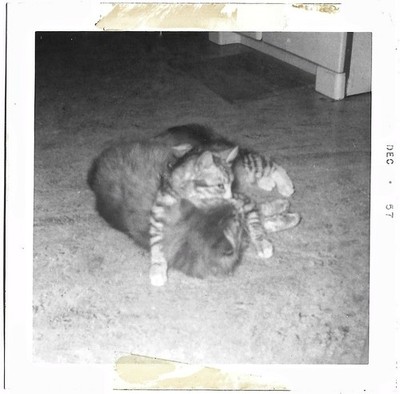Vintage Old 1950s Funny PHOTO of Striped Kitten Holding Down Larger Cat     