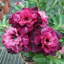 4 Magenta White Desert Rose Seeds Adenium Obesum Flower Exotic Seed Bloom 50