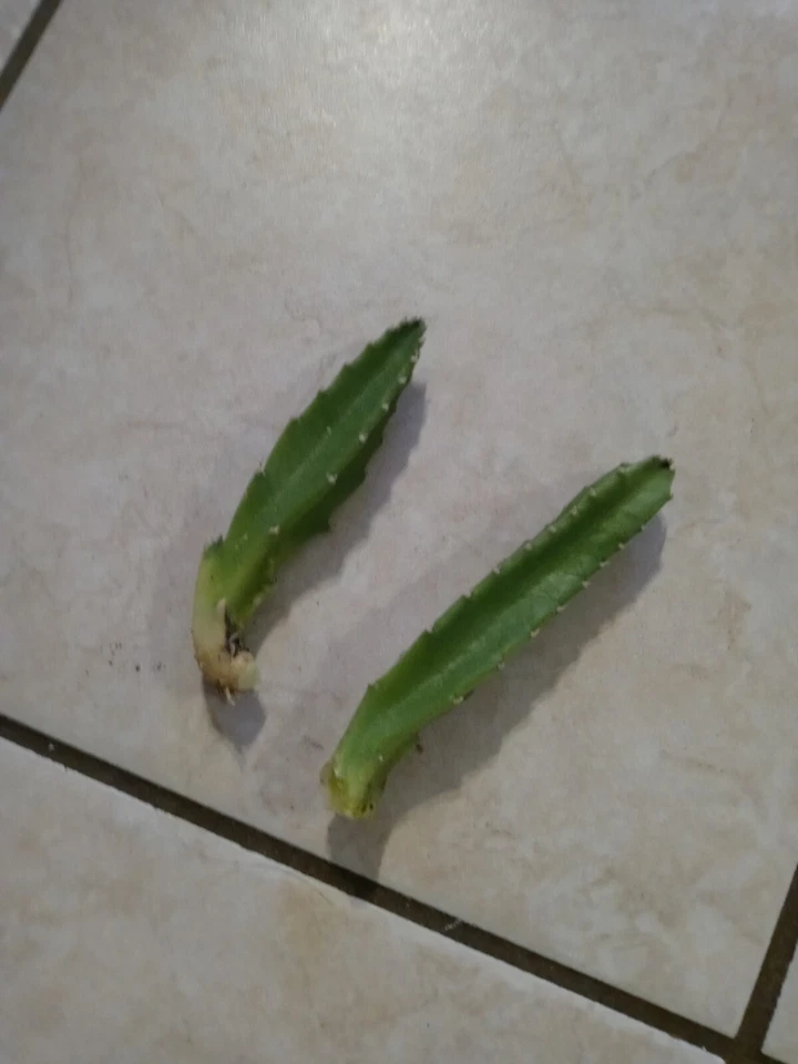 2 Carrion Plants Stapelia Gigantea Hairy Starfish Cutting 5" + - Image 4 of 4
