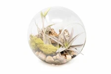 Large Hand-Blown Terrarium with Caput Medusae & Harrisii - Wholesale & Bulk