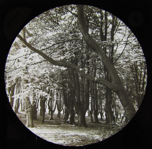 VICTORIAN Glass Magic Lantern Slide EPPING NO19 C1890 EPPING FOREST ESSEX PHOTO