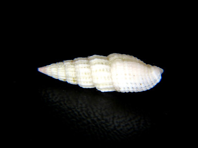 VEXILLUM MODESTUM: DEEP-WATER RARE HAWAIIAN MITRA @ 17.09MM!