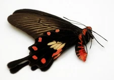 Papilionidae - Papilio aristolochiae asteris (MorF) -Tapah Hills, Malaysia (2-9)