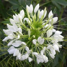 White Queen Cleome Seeds | Non-GMO | Free Shipping | Seed Store | 1260