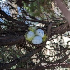 Nano Nest with 3 Plastic Eggs Geocache Container