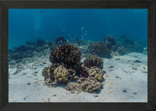 Coral Reef Underwater Framed Wall Art Poster Canvas Print Picture