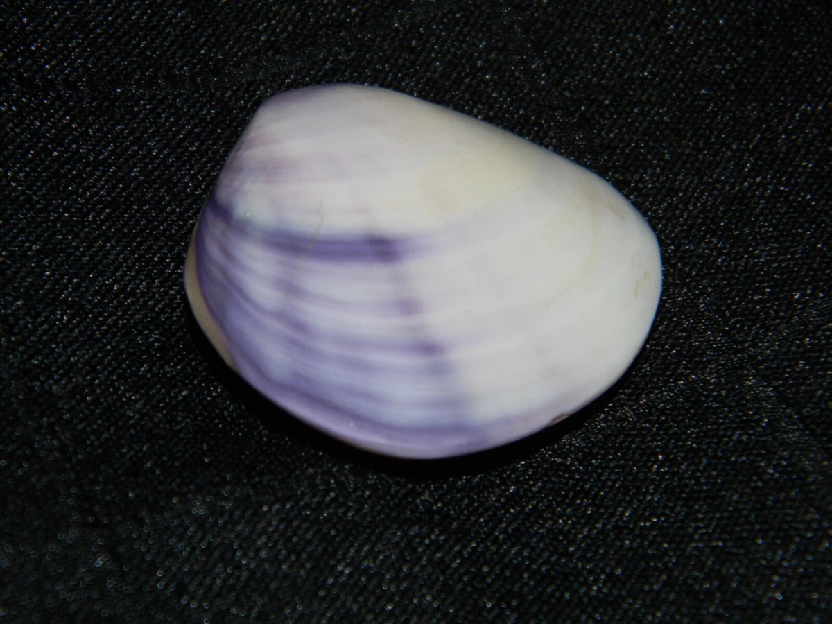 Polished Purple Clam Shell 1.5