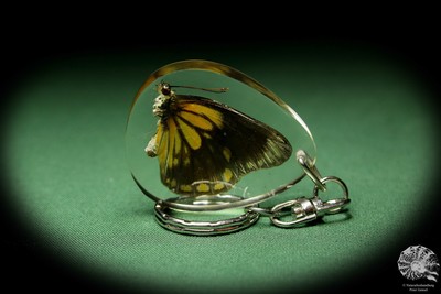 Delias spec. Südostasien keyring Anhänger Acryl Weißling Schlüsselanhänger Deko