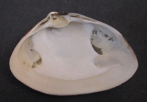 Giant Surf Clam Sea Shell Measures 6" Across bcx