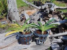 2 Rhynchostylis gigantea Red X Peach 4" basket RARE SPECIES 2 PLANTS